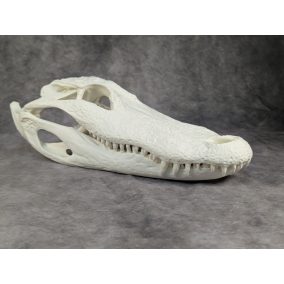 Amerikai aligátor koponya L