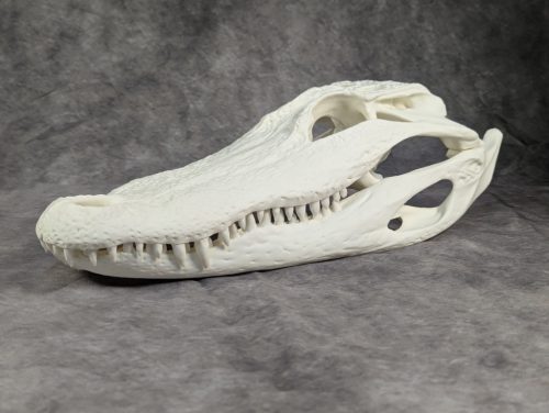 Amerikai aligátor koponya L