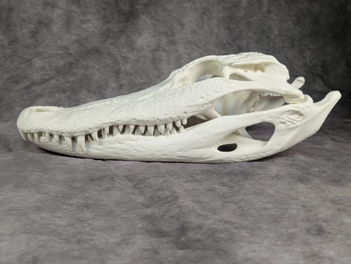 Amerikai aligátor koponya L