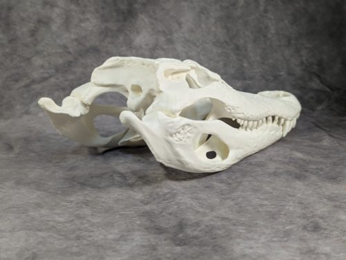 Amerikai aligátor koponya L