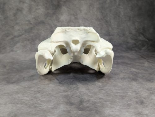 Amerikai aligátor koponya L