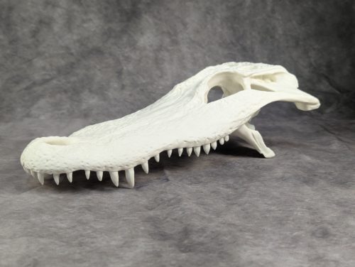 Amerikai aligátor koponya L