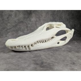 Amerikai aligátor M