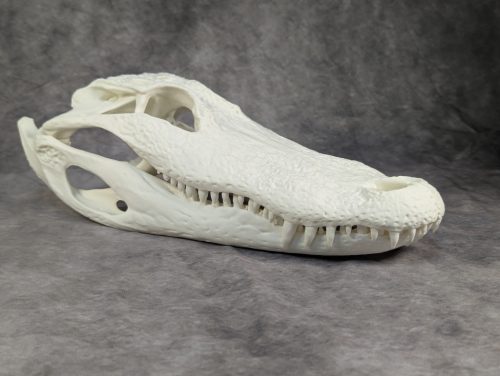 Amerikai aligátor M