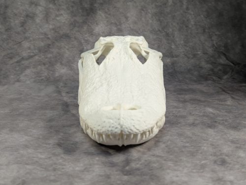 Amerikai aligátor M