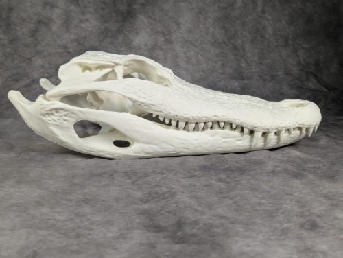 Amerikai aligátor M