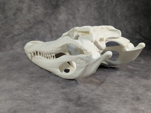 Amerikai aligátor M