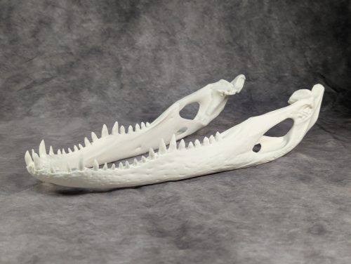 Amerikai aligátor M