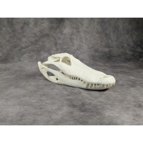 Amerikai aligátor koponya S