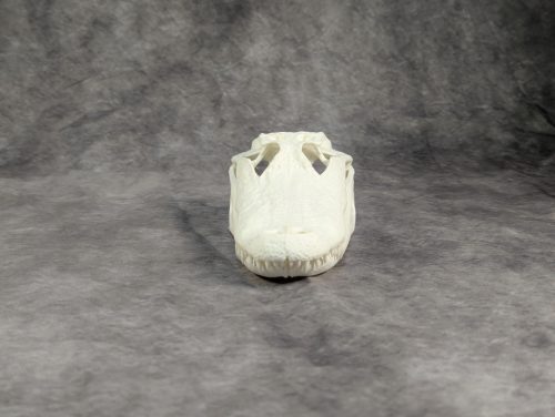 Amerikai aligátor koponya S