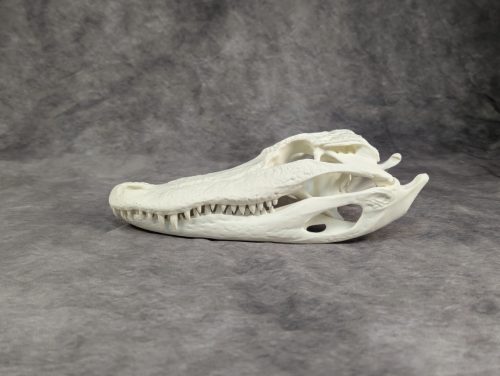 Amerikai aligátor koponya S