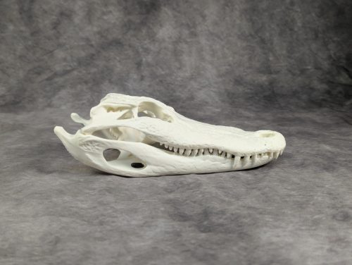 Amerikai aligátor koponya S