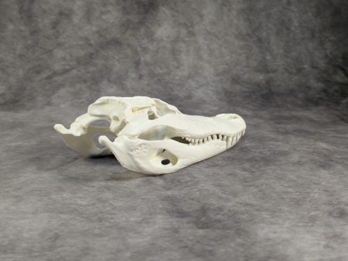 Amerikai aligátor koponya S