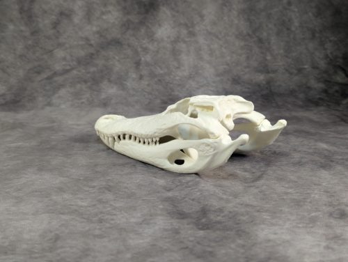 Amerikai aligátor koponya S