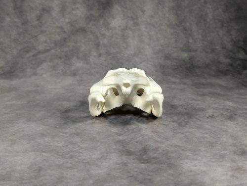 Amerikai aligátor koponya S