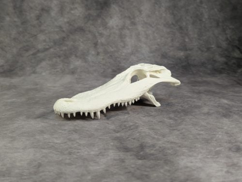 Amerikai aligátor koponya S