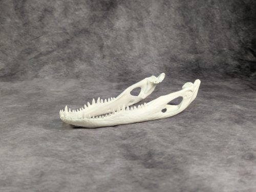 Amerikai aligátor koponya S