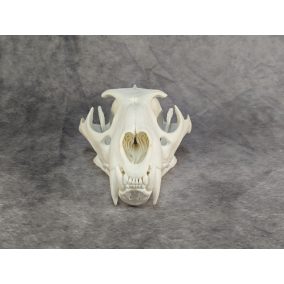 Afrikai Leopárd koponya