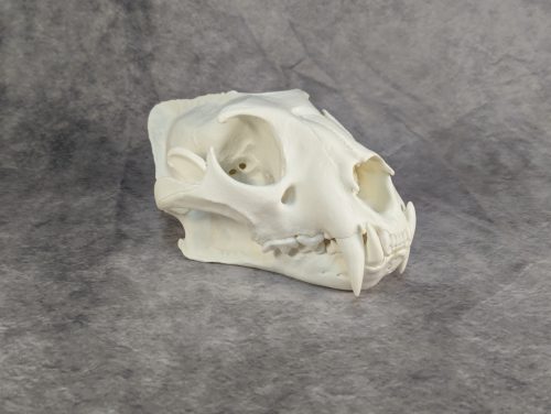 Afrikai Leopárd koponya