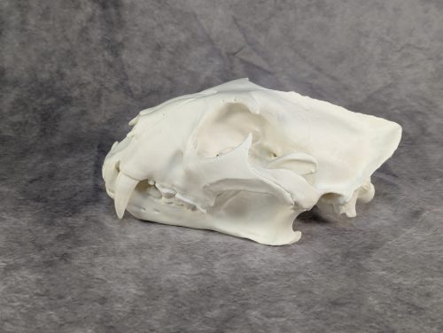 Afrikai Leopárd koponya