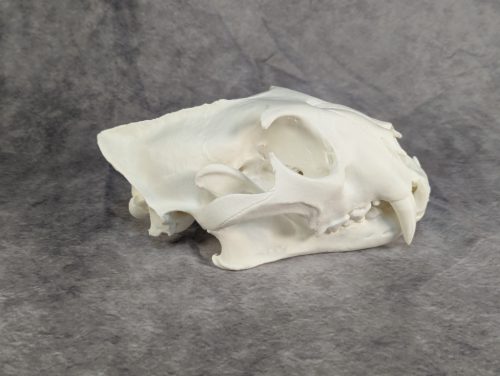 Afrikai Leopárd koponya