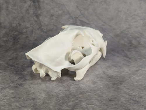 Afrikai Leopárd koponya