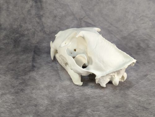 Afrikai Leopárd koponya