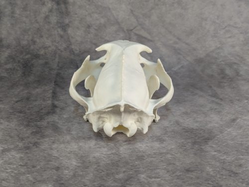 Afrikai Leopárd koponya