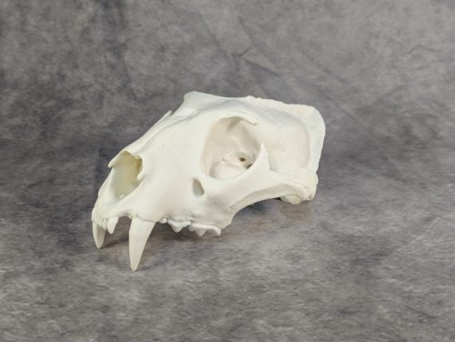 Afrikai Leopárd koponya