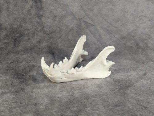 Afrikai Leopárd koponya