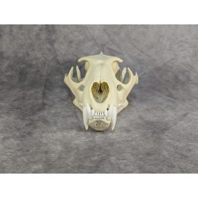 Afrikai Leopárd koponya