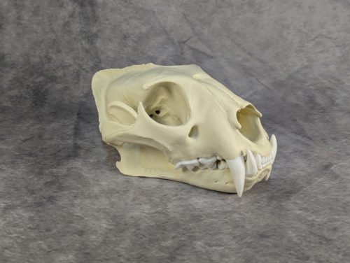 Afrikai Leopárd koponya