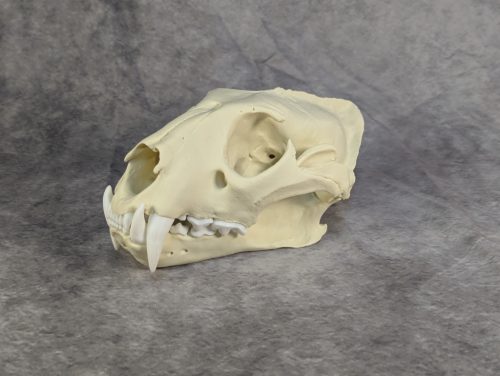 Afrikai Leopárd koponya