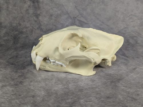 Afrikai Leopárd koponya