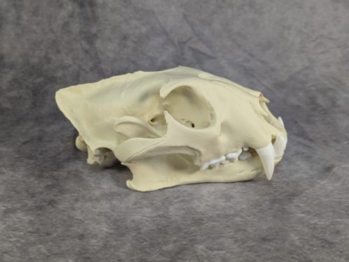 Afrikai Leopárd koponya