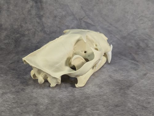 Afrikai Leopárd koponya