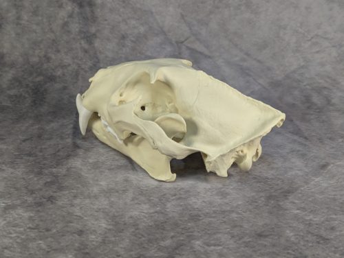 Afrikai Leopárd koponya