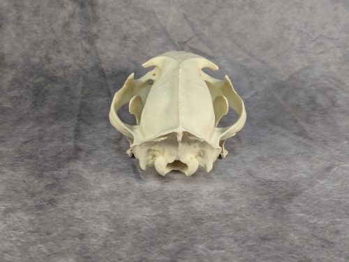 Afrikai Leopárd koponya