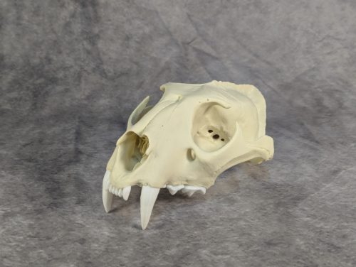 Afrikai Leopárd koponya