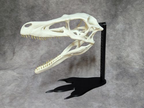 Állvány Velociraptor koponyához