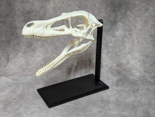 Állvány Velociraptor koponyához