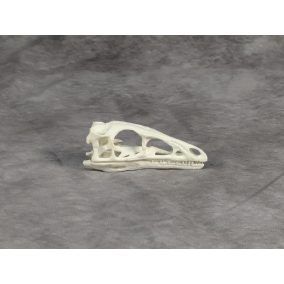 Compsognathus koponya