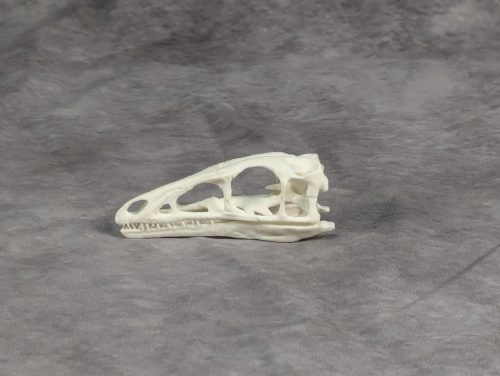 Compsognathus koponya