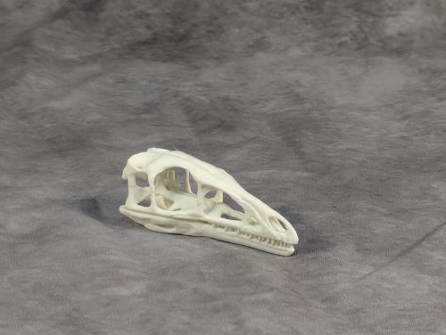 Compsognathus koponya