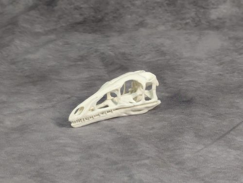 Compsognathus koponya