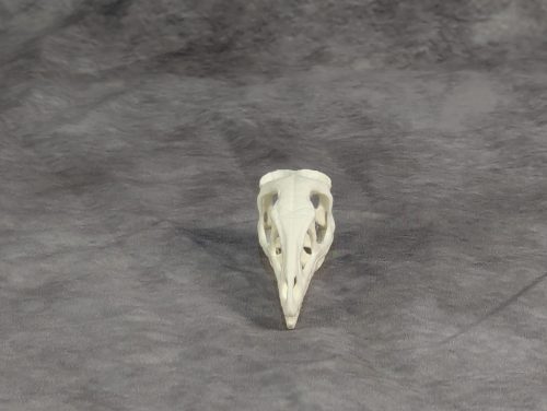 Compsognathus koponya