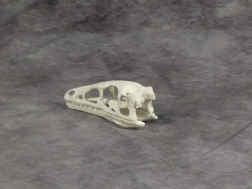 Compsognathus koponya