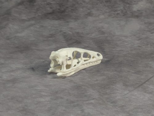 Compsognathus koponya