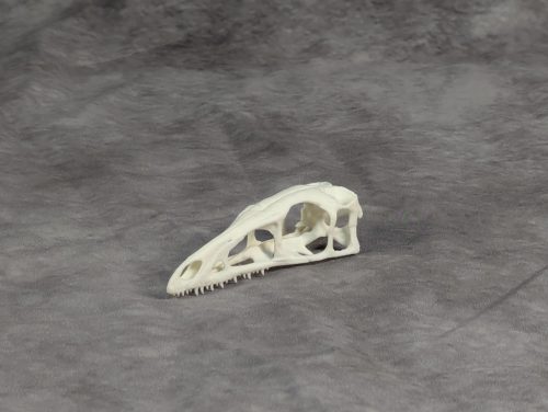 Compsognathus koponya