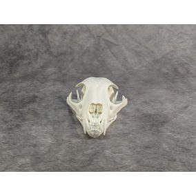 Eurázsiai Hiúz Koponya